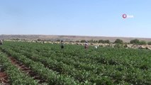 Kilis'te patlıcan hasadı başladı...Kilosu tarlada 2 TL'den satılıyor