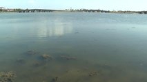 Son dakika haberleri! Büyükçekmece Gölü'ndeki kirliliğe ilişkin inceleme başlatıldı