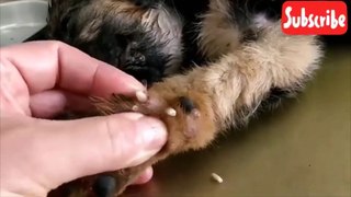 3 Satisfying Animals Pimple Popping Videos