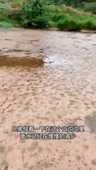 Best Fishing Video Amazing Fishing BigFishingTV Tik Tok China #shorts (1)