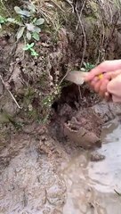 Best Fishing Video Amazing Fishing BigFishingTV Tik Tok China #shorts (2)