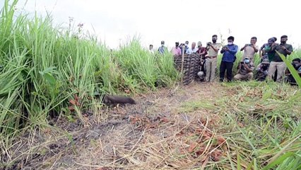 إطلاق 12 حيوانا من أصغر الخنازير في العالم إلى الطبيعة في الهند