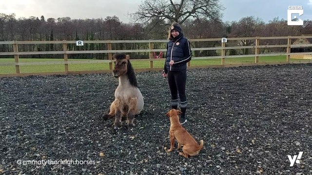 Pony und Hund sind beste Freunde