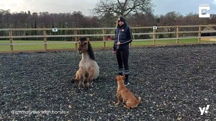 Pony und Hund sind beste Freunde
