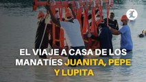 Medio Ambiente retira malla para que Juanita, Pepe y Lupita puedan desplazarse en mar abierto