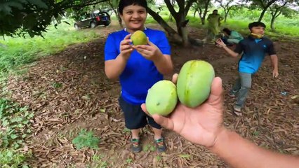 Farm fresh mangoes