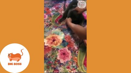 cute dogs and cats viral videos