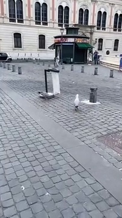 Roma. Gabbiani si cibano direttamente dai cestelli dell'immondizia