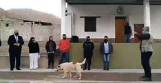 Konuşma yapan belediye başkanının üzerine köpek işedi