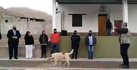 Konuşma yapan belediye başkanının üzerine köpek işedi