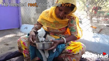Anguished mother dog wails for wounded baby. Sweetest reunion!