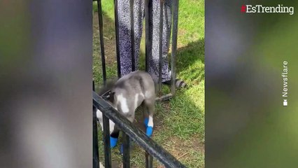 Peabody, el caballo miniatura que fue rechazado por su mamá y se volvió amigo de unos perros