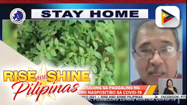 Lagundi, nakatutulong sa paggaling ng ilang pasyenteng nagpositibo sa COVID-19