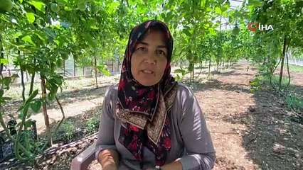 Şifa niyetine ektiği passiflora meyvesinin ticaretini yapıyor