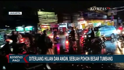 Download Video: Pohon Tumbang Timpa Pengendara Motor yang Melintas di Jalan Raya Bogor-Kramat Jati