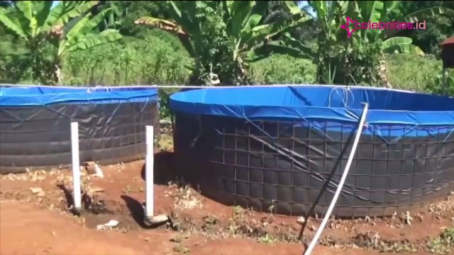 Meraup Untung Budi Daya Ikan Nila Sistem Bioflok