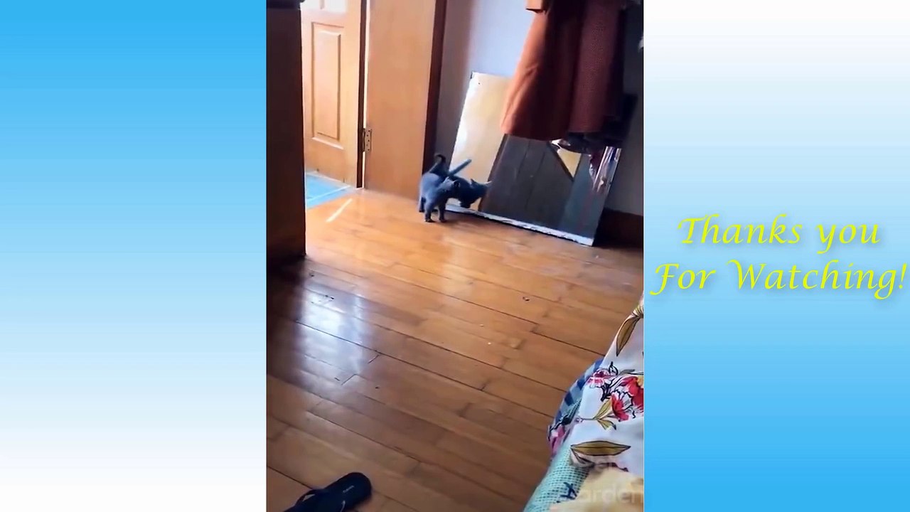 Cute Pets And Funny Animals Compilationss