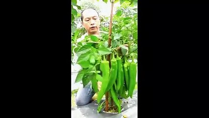 Asian Farmers at job. Agricoltura: dall'Asia strani ma efficaci mezzi e strumenti