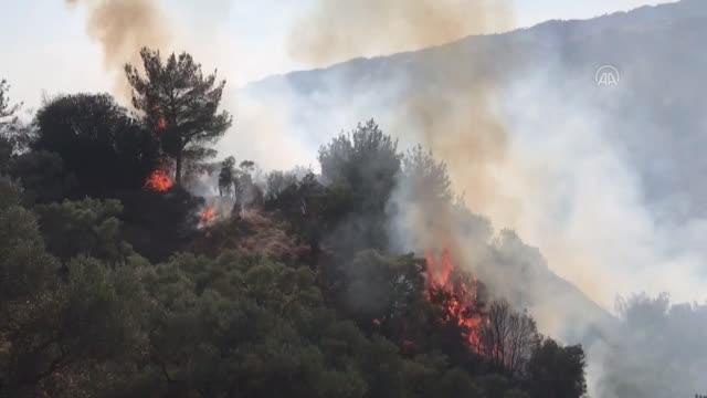 Son dakika haberi! Zeytinlik ve ormanlık alanda çıkan yangına müdahale ediliyor