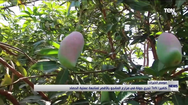 كاميرا TeN تجري جولة في مزارع المانجو بالأقصر لمتابعة عملية الحصاد