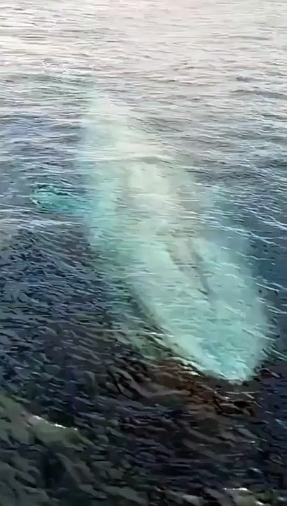 Blue Whale_ largest animal ever on earth!