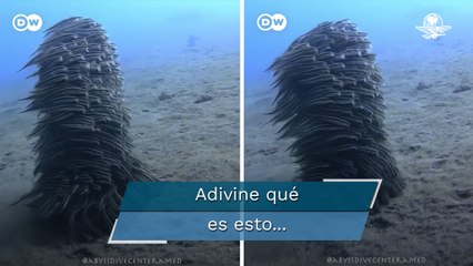 El mar increíble: Peces trabajan en equipo para defenderse de depredadores