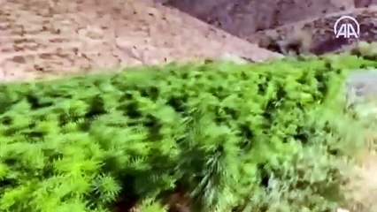 Bingöl'de Eren-4 Narkoterör Operasyonu'nda 15 milyon 217 bin kök kenevir ele geçirildi
