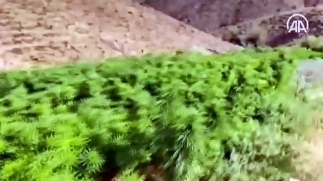 Bingöl'de Eren-4 Narkoterör Operasyonu'nda 15 milyon 217 bin kök kenevir ele geçirildi