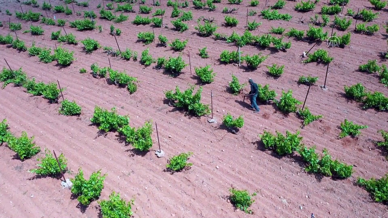 ÇANKIRI - 90 yaşındaki Osman Erol, 35 yılda 40 bin fidanı toprakla buluşturdu