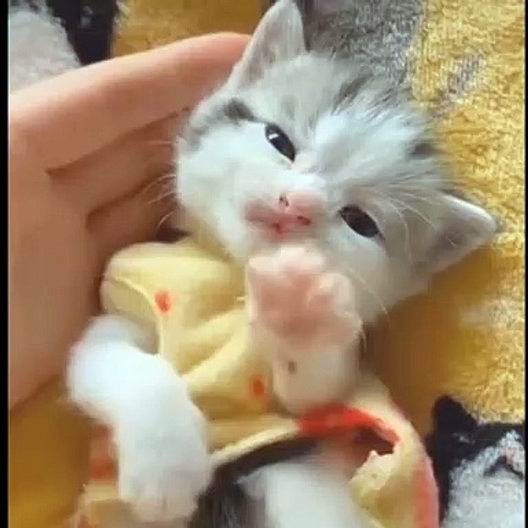⁣Funny pets