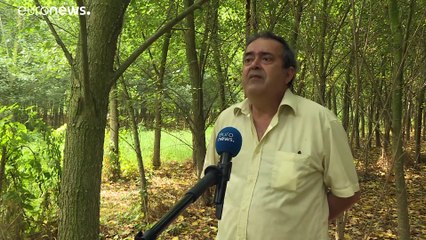 Деревья лечат почву: проект по возрождению территорий близ Неаполя