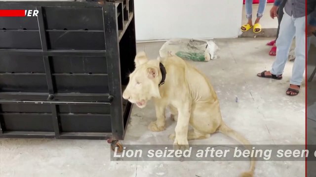 Pet Lion Featured on TikTok Seized by Authorities From Cambodian Home