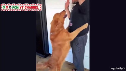 How Good Dog Protect Babies  and kids  Dog protecting Owner Compilation