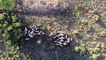 Çoban değil, Birleşmiş Milletler gibi aile