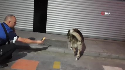 Dondurma yiyen köpek gülümsetti