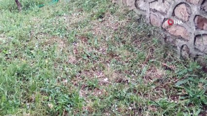 Şavşat'ta ceviz büyüklüğünde dolu yağdı
