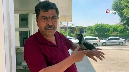 Karga umumi tuvalette kasiyerlik yapıyor; "Sağ olsun benim yokluğumu hissettirmiyor, müşteriden ücretleri topluyor"