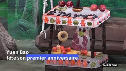 Yuan Bao, le bébé panda du zoo de Taipei, fête son premier anniversaire