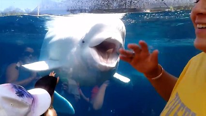 Funny Kids at the Aquarium Girl SPOOKED By A Beluga Whale!