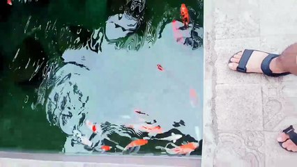 Fish pond