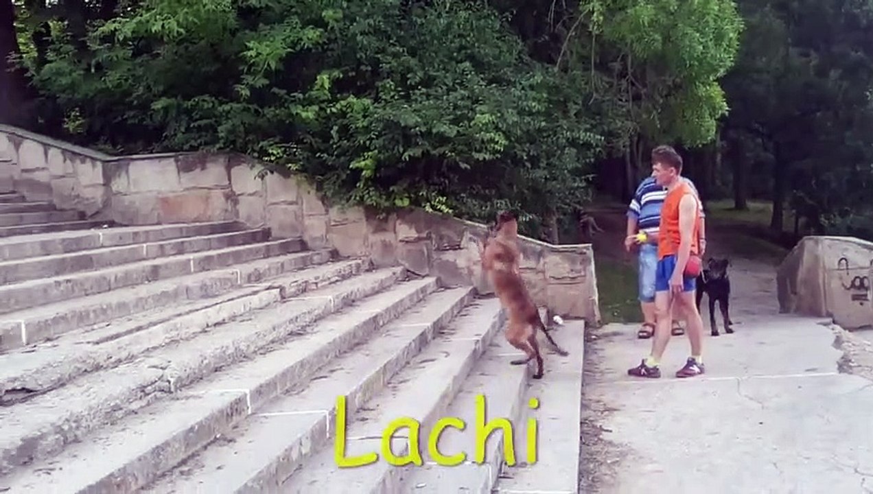 Talented Pup Hops on Hind Legs
