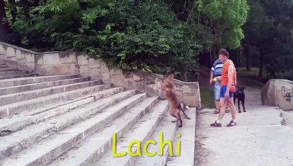 Talented Pup Hops on Hind Legs