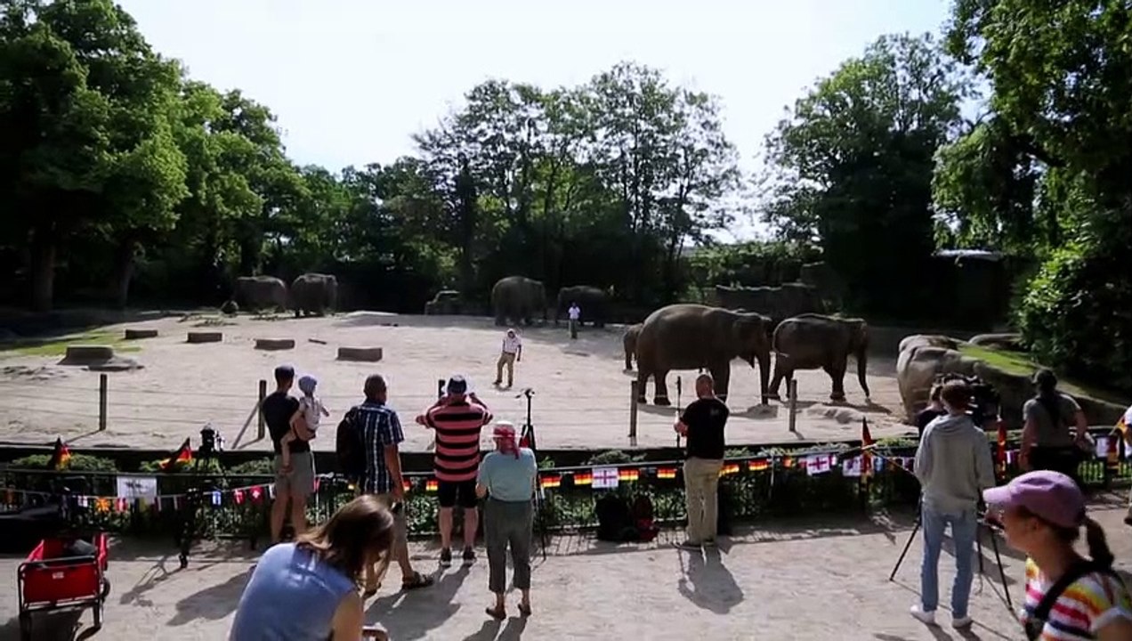 Elefant sagt deutschen EM-Sieg gegen England voraus