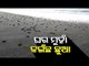 Baby Olive Ridley Turtles Trundle Towards Sea At Gahirmatha