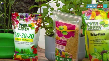 bd-publireportaje-evergreen-280621