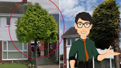 L’albero del vicino sporge nella sua proprietà e lui lo taglia a metà in verticale