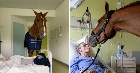 Voici Peyo, le cheval qui réconforte les patients en fin de vie