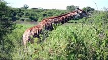 Lion Fail To Control Powerful of Giraffe, Buffalo –Mother Giraffe Protect Her Baby From Lion Hunting