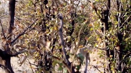 Lion Too Strong, Family Elephant Come Back to Rescue Their Calf But Too Late