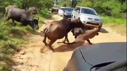 Mother Buffalo Knocked Out Leopard To Save Her Baby Buffalo's Power is Amazing – Elephant vs Lion